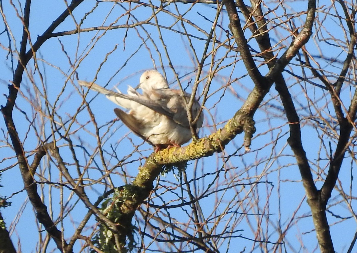 African Collared-Dove - ML358411731