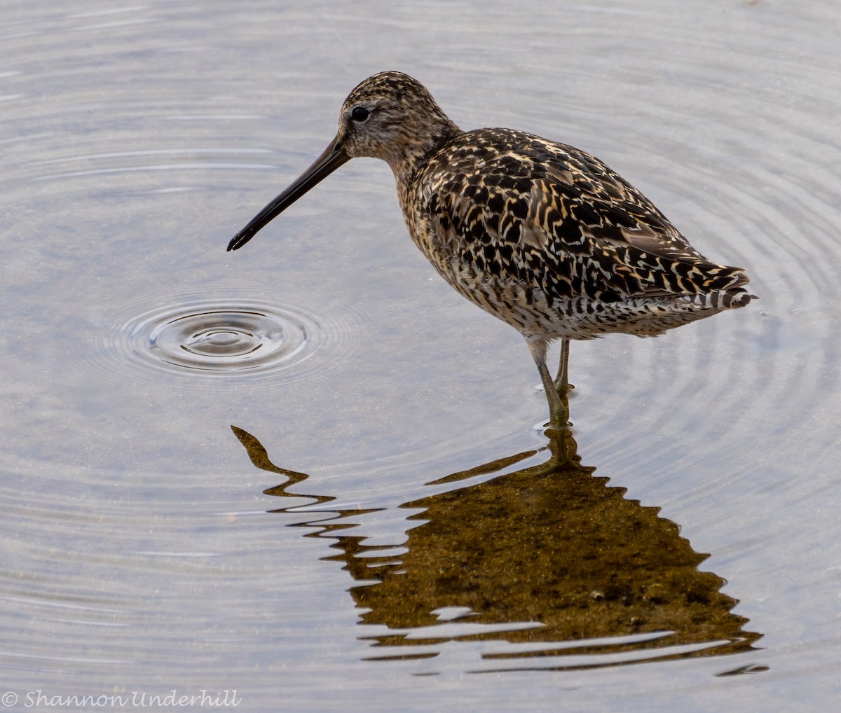 kortnebbekkasinsnipe - ML358413281