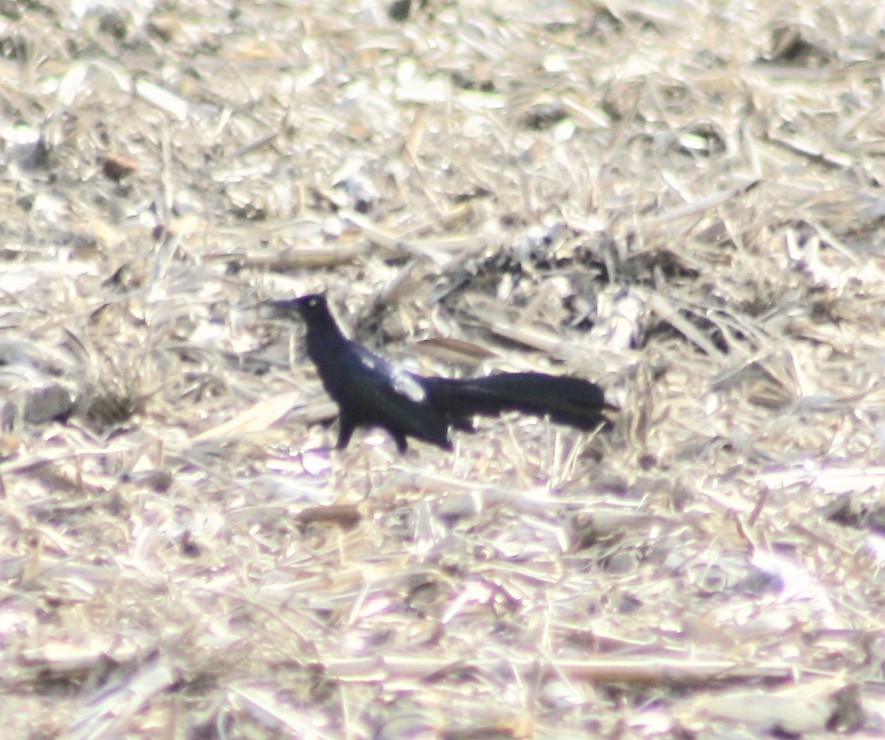 Great-tailed Grackle (Great-tailed) - Sam Manning