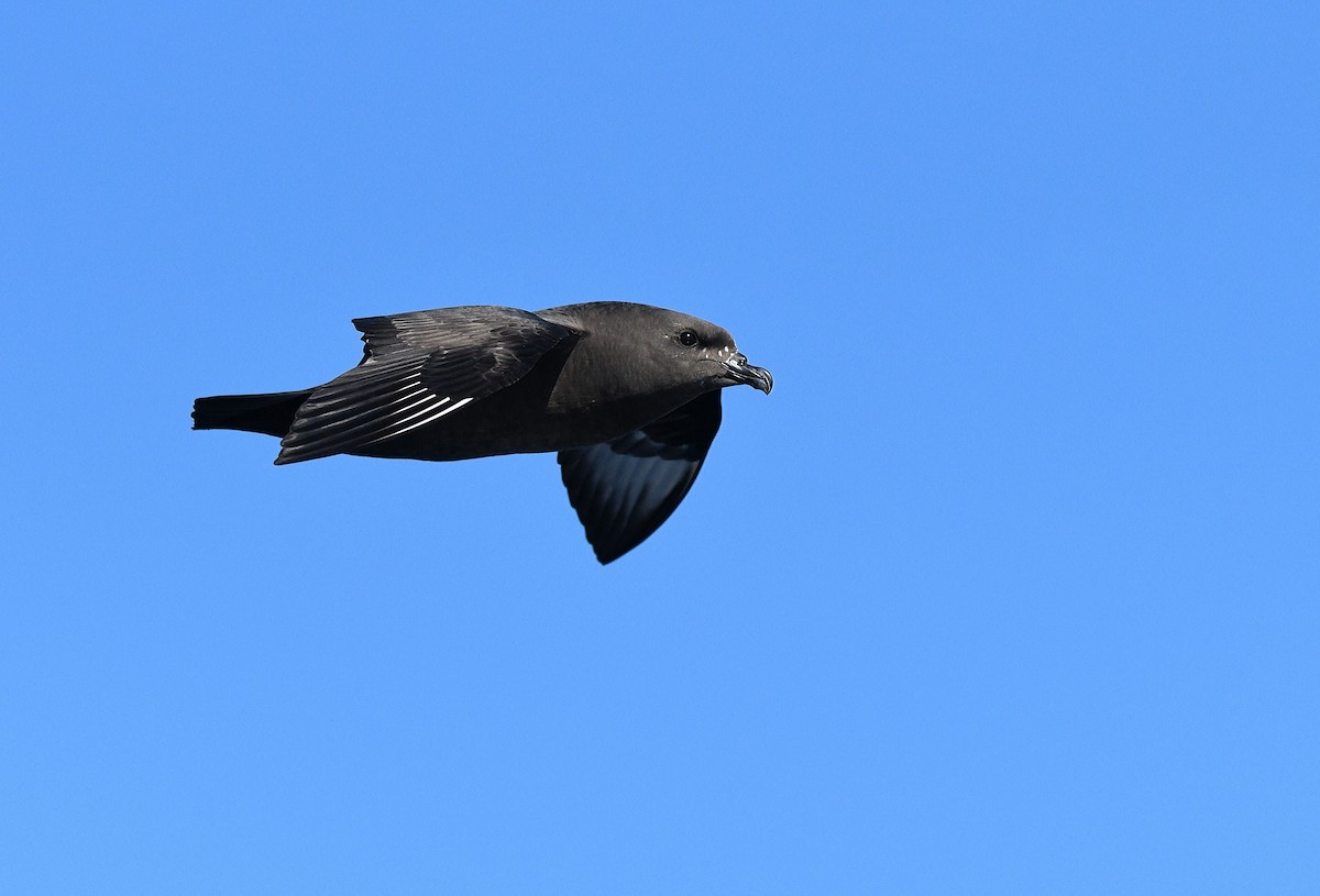 Kermadec Petrel - Michael Daley