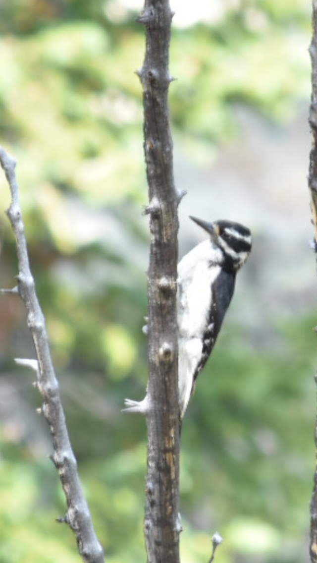Hairy Woodpecker (Rocky Mts.) - ML358416931