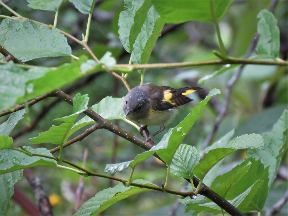 American Redstart - ML358422651