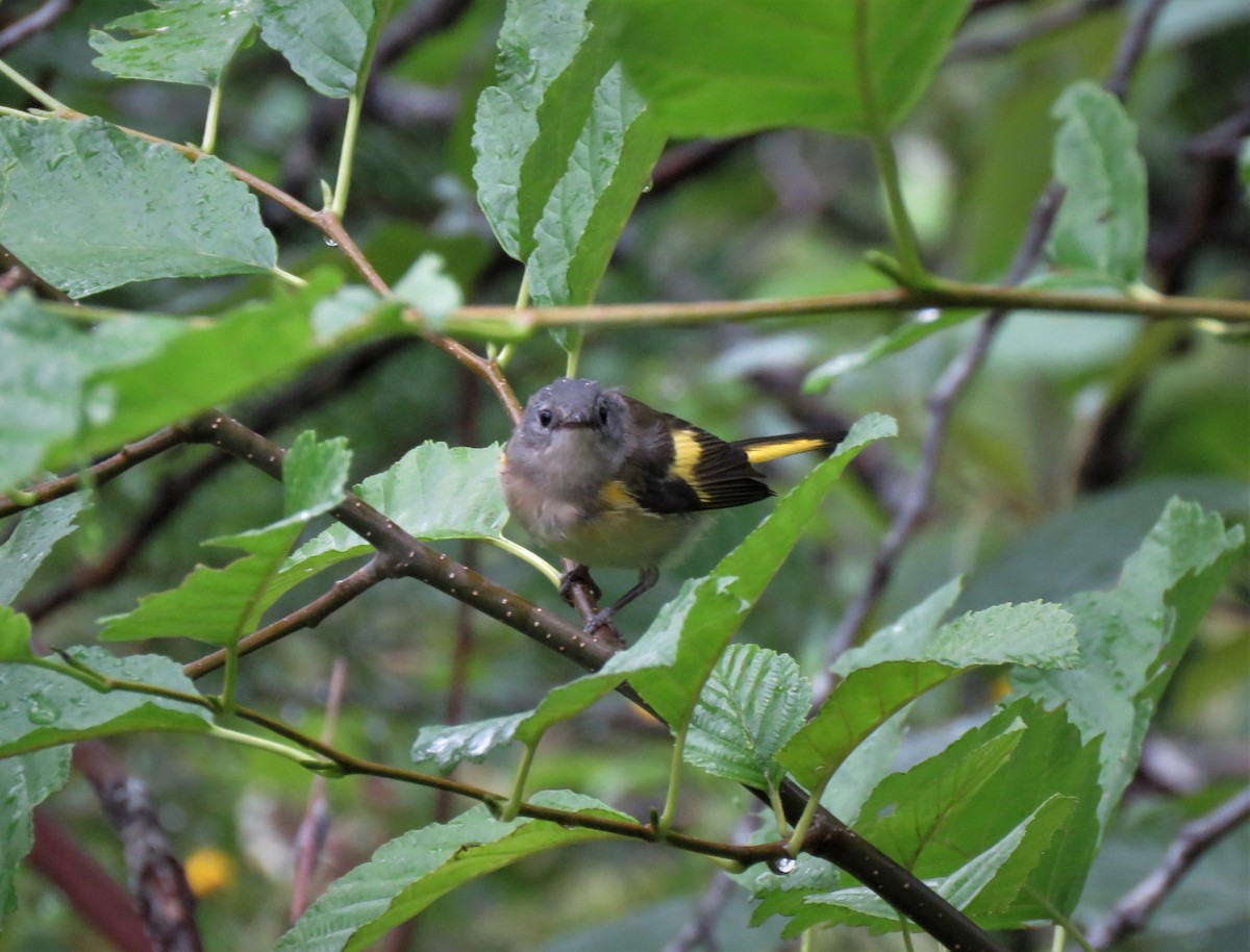 American Redstart - ML358422661