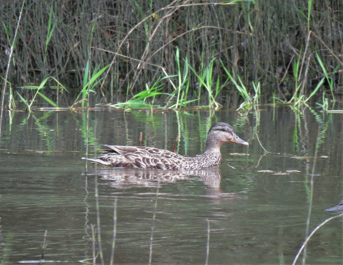 Mallard - ML358422911