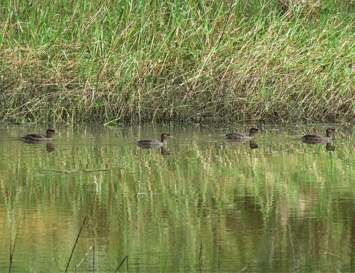 Hooded Merganser - ML358423011