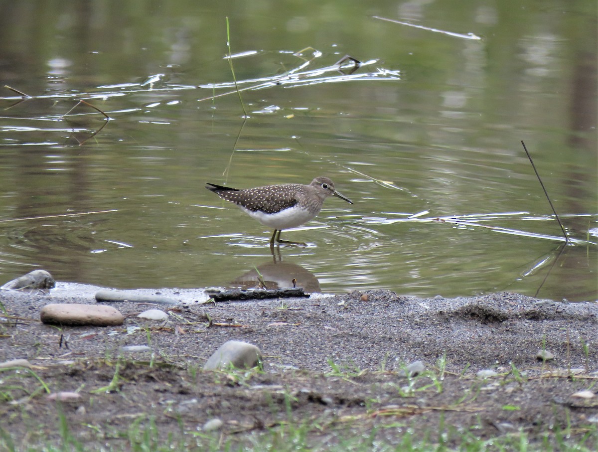 Solitary Sandpiper - Teresa Weismiller