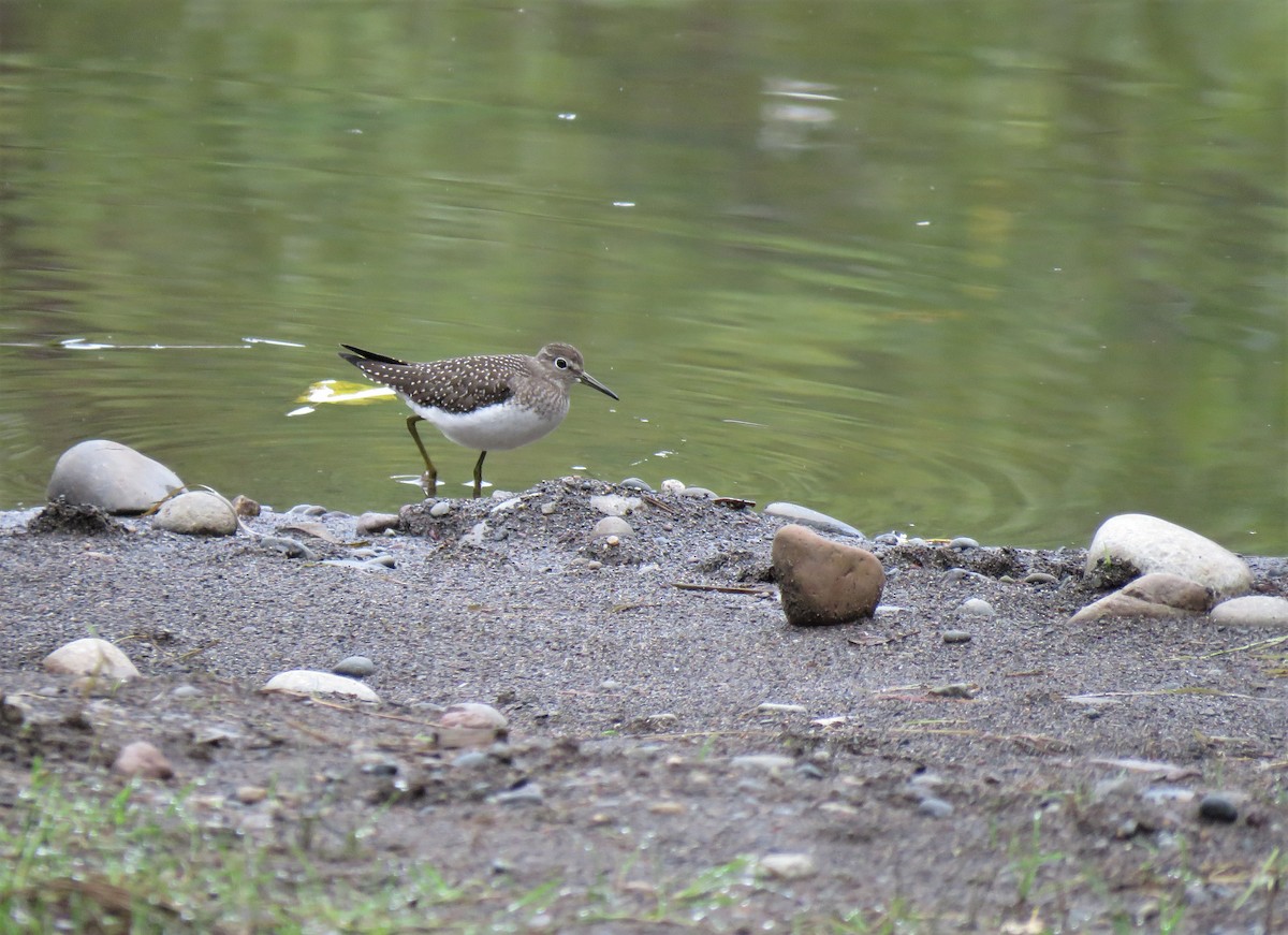 Solitary Sandpiper - ML358423361