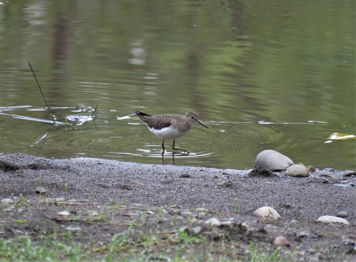 Solitary Sandpiper - ML358423371