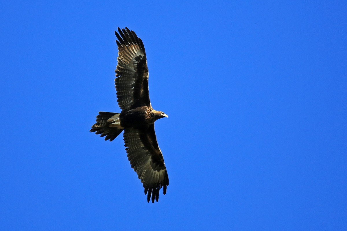 Wedge-tailed Eagle - ML358423601