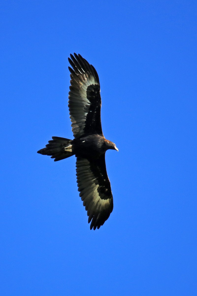 Wedge-tailed Eagle - ML358423611