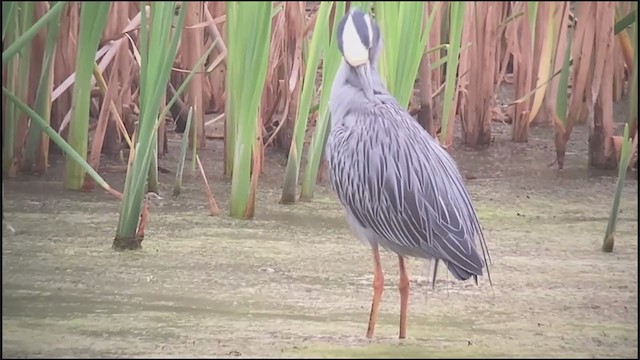 Yellow-crowned Night Heron - ML358423661