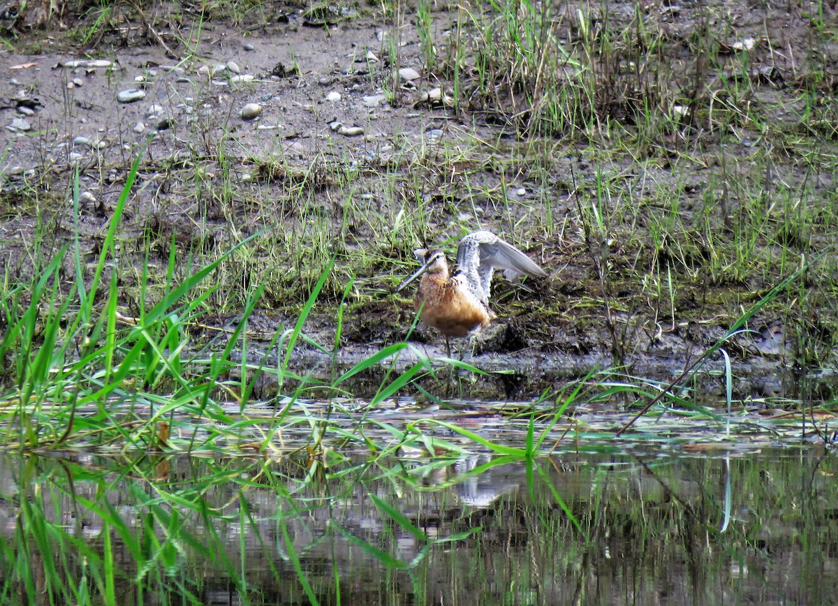 Long-billed Dowitcher - Teresa Weismiller