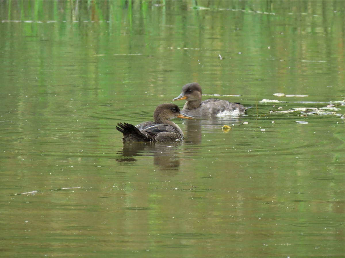 Hooded Merganser - ML358423841