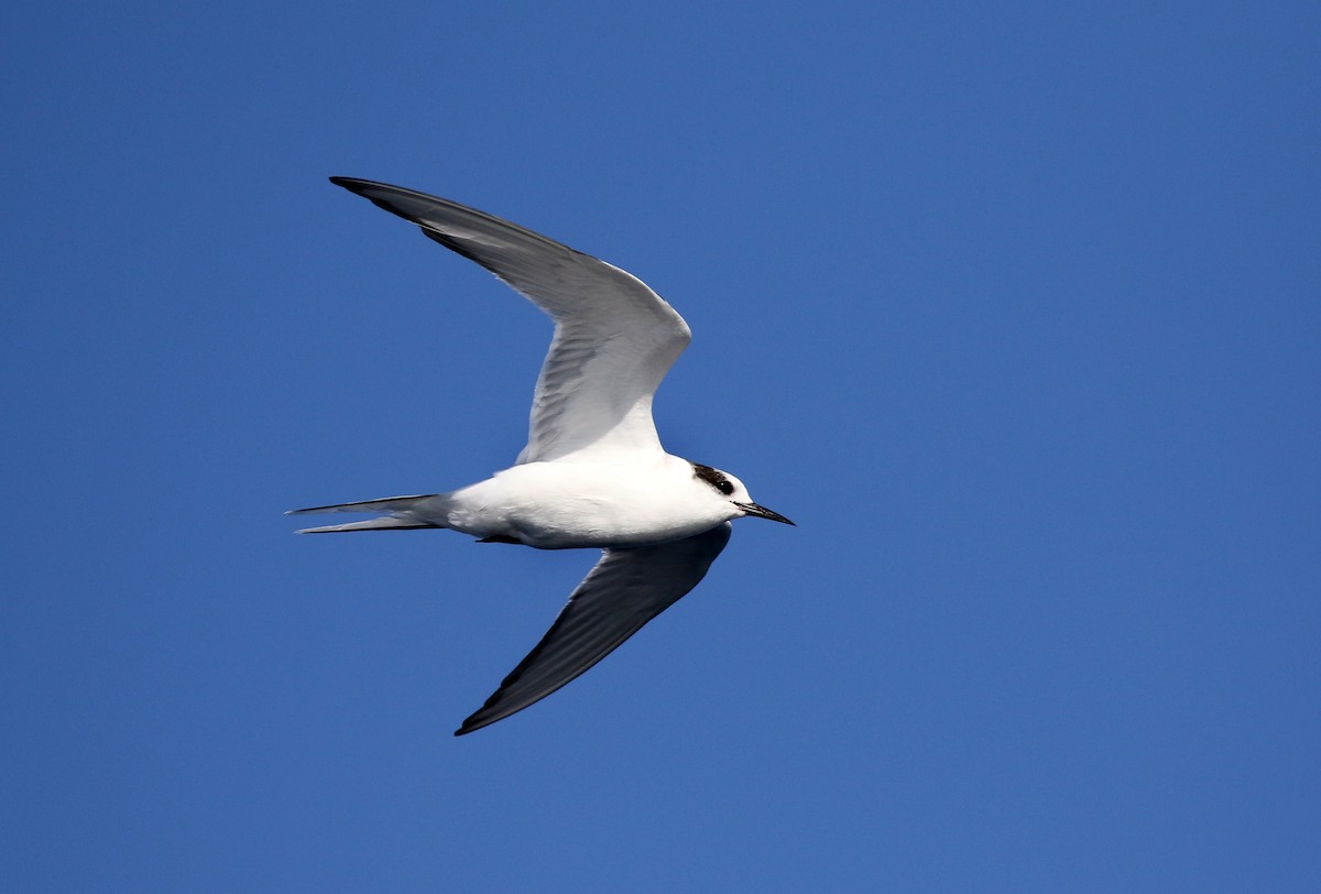 Arctic Tern - ML358425091