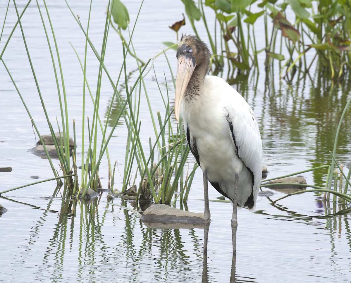 Wood Stork - ML358425581