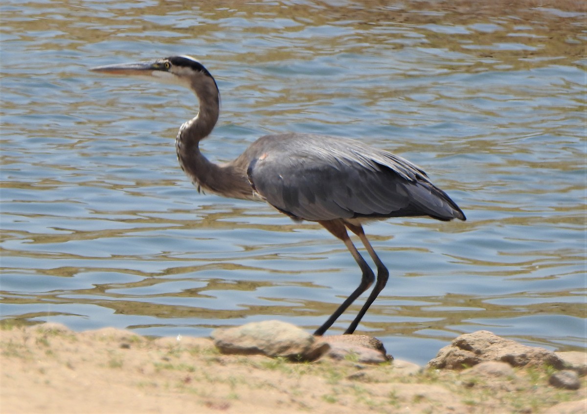 Great Blue Heron - Karen McClure