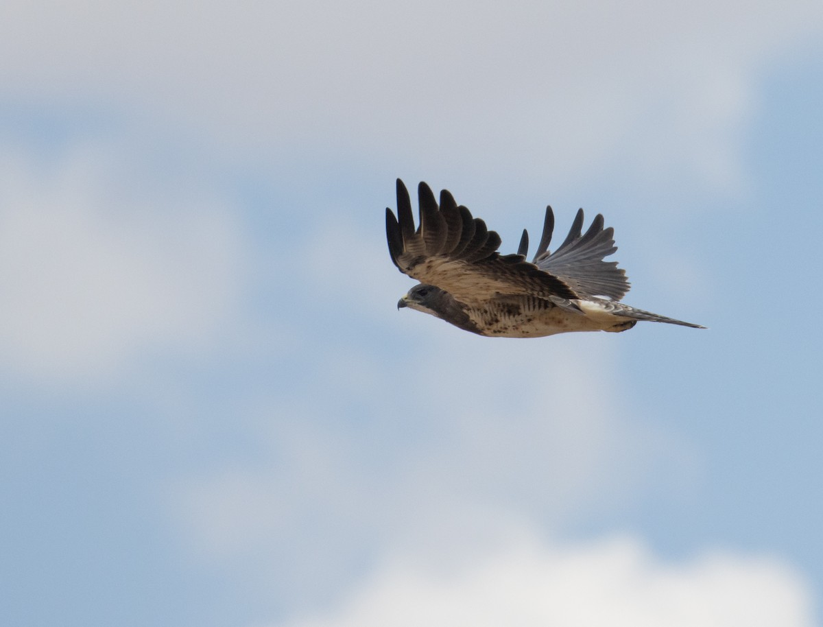 Swainson's Hawk - ML358425931
