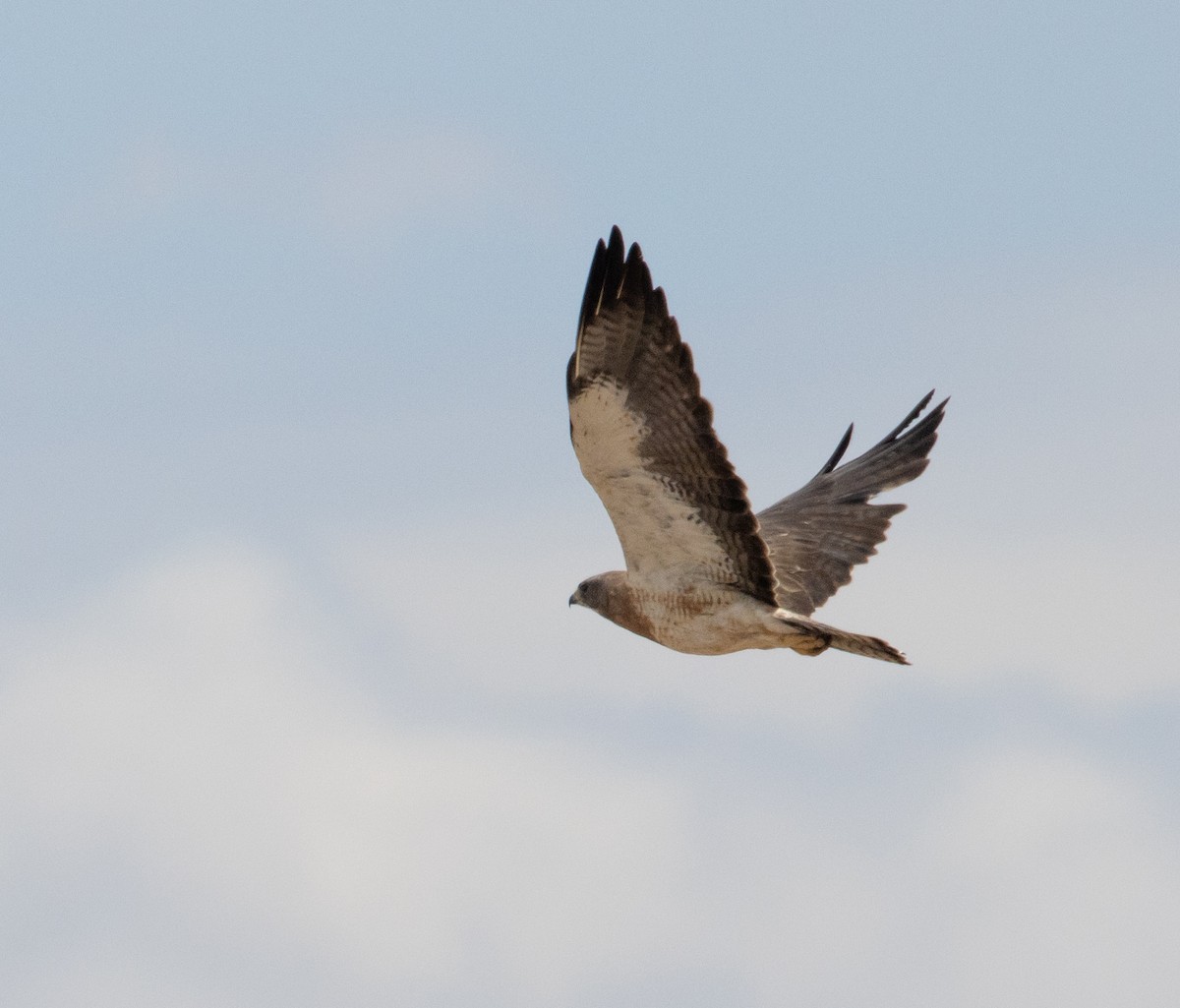 Swainson's Hawk - ML358425941