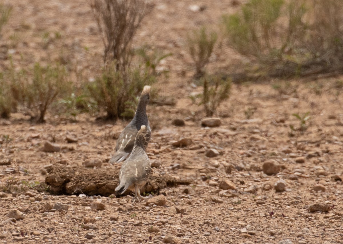 Scaled Quail - ML358426011
