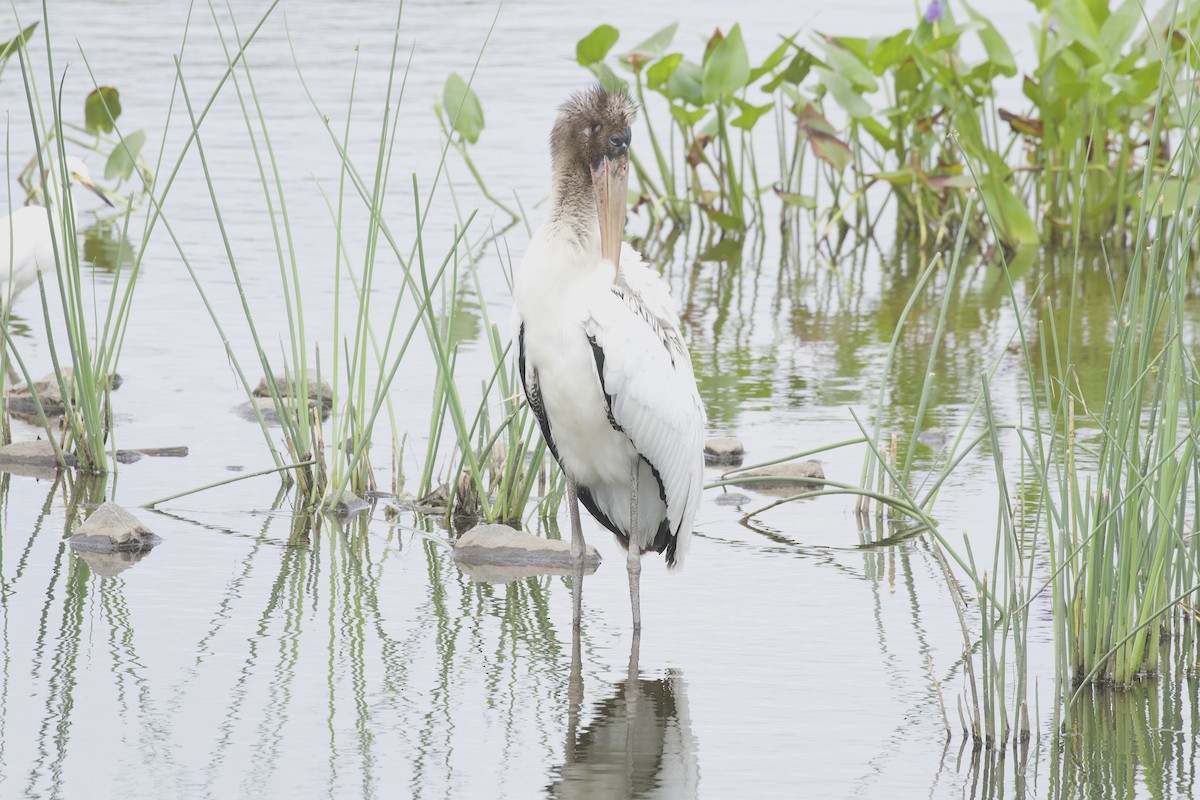 Wood Stork - ML358426031