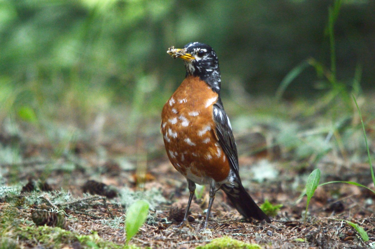 American Robin - ML358426211