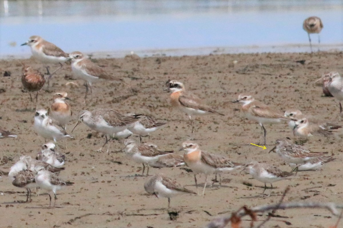 Broad-billed Sandpiper - Ronnie Ooi