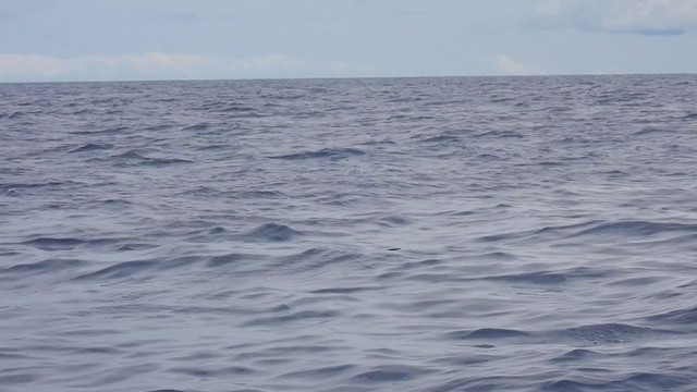 Bulwer's Petrel - ML358427021