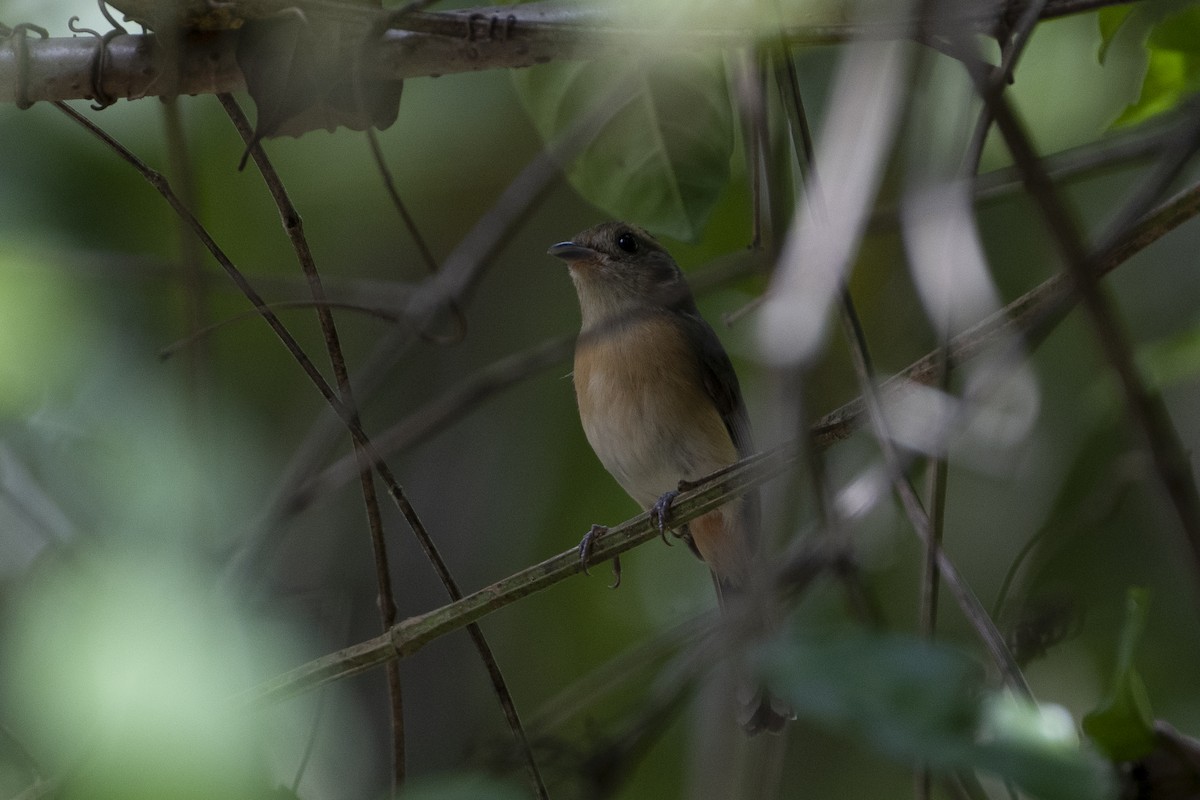 Gray-throated Chat - Moises Rodriguez