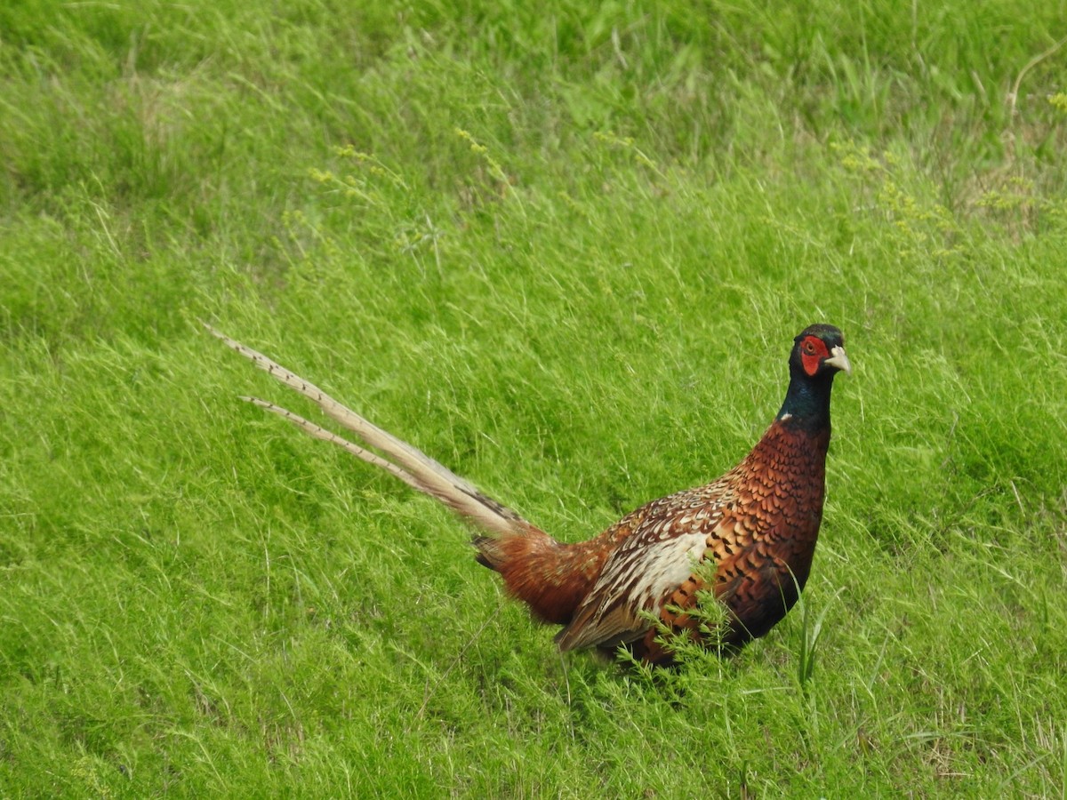 コウライキジ - ML358427281