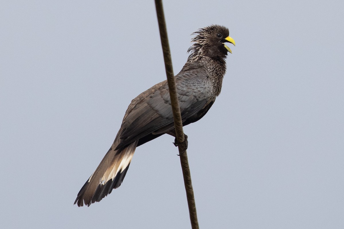 Eastern Plantain-eater - Eric VanderWerf