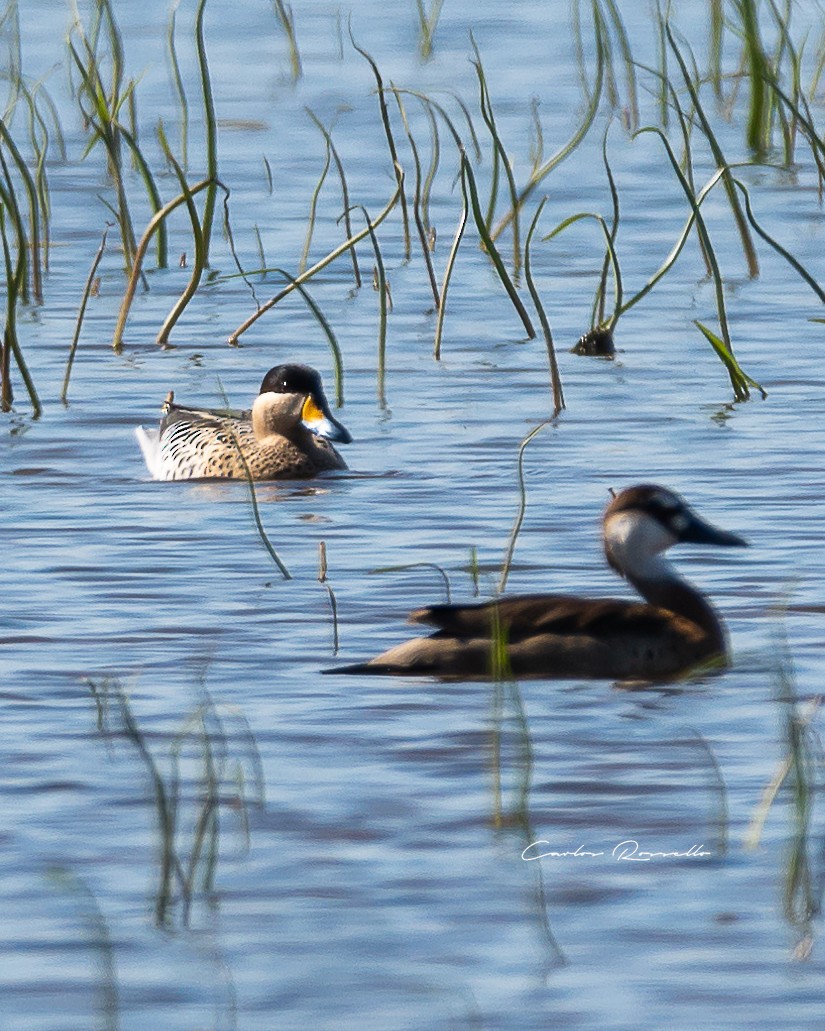 Silver Teal - Carlos Rossello