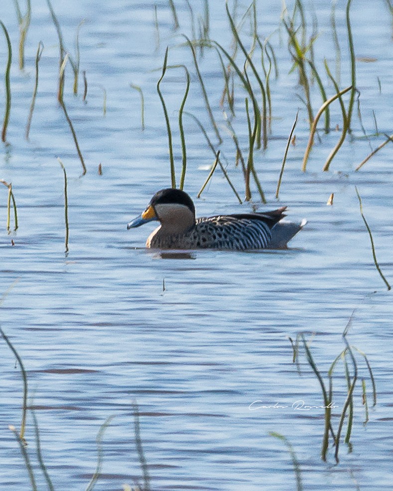 Silver Teal - Carlos Rossello