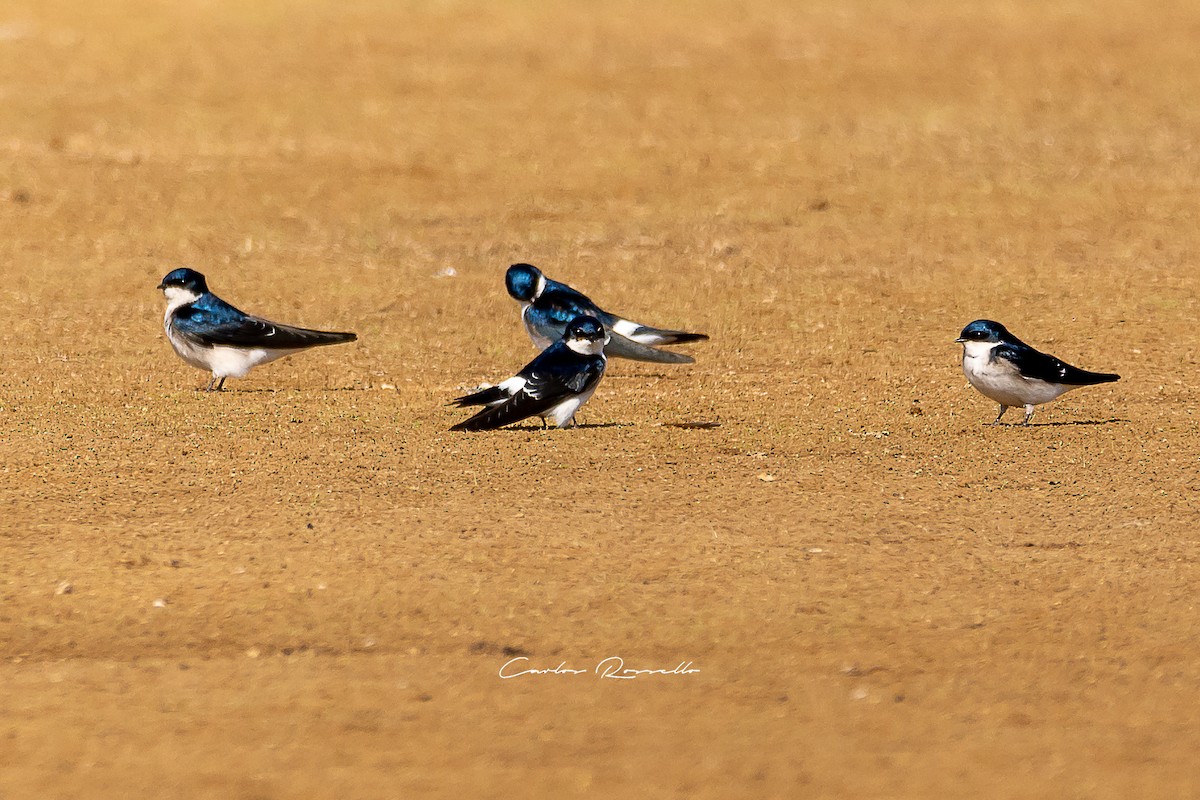 Chilean Swallow - Carlos Rossello