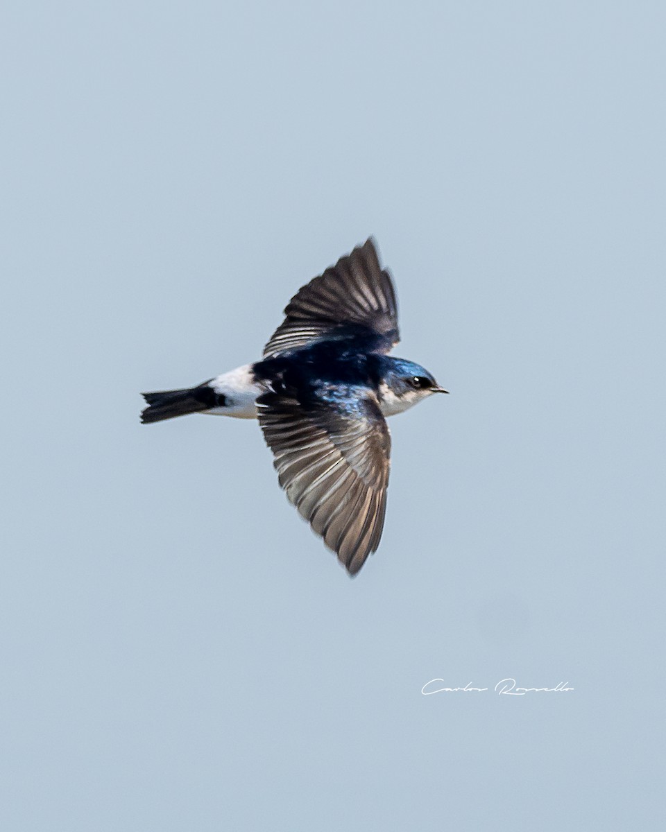 Chilean Swallow - Carlos Rossello