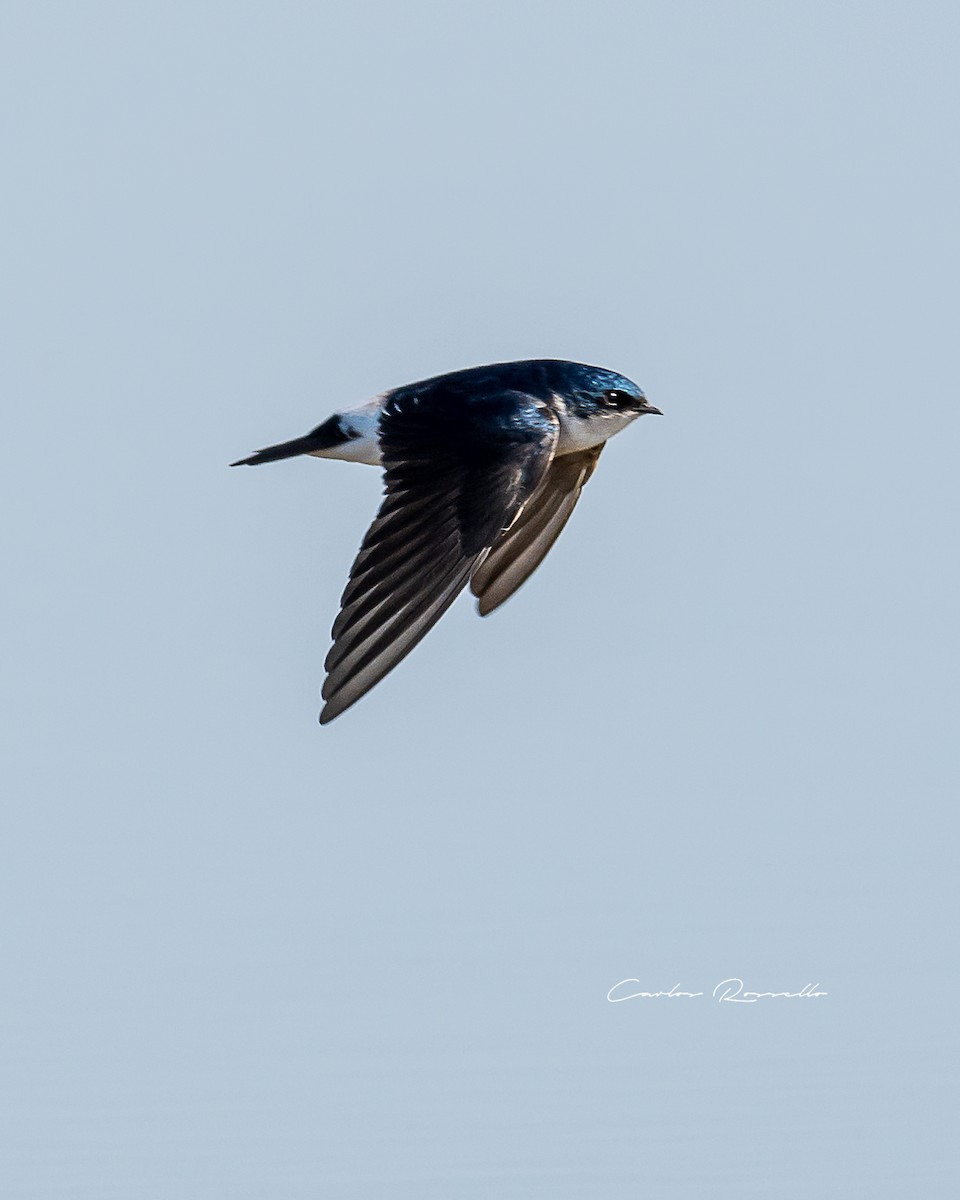 Chilean Swallow - Carlos Rossello