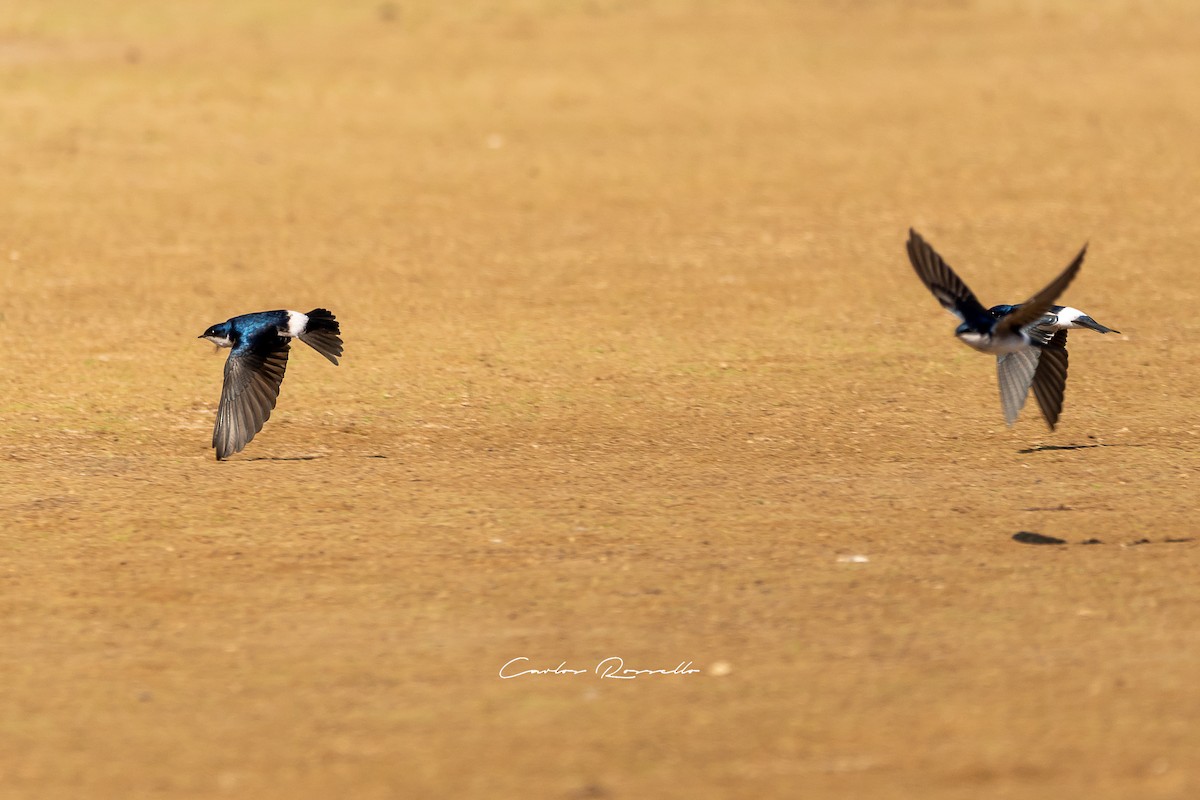 Chilean Swallow - Carlos Rossello