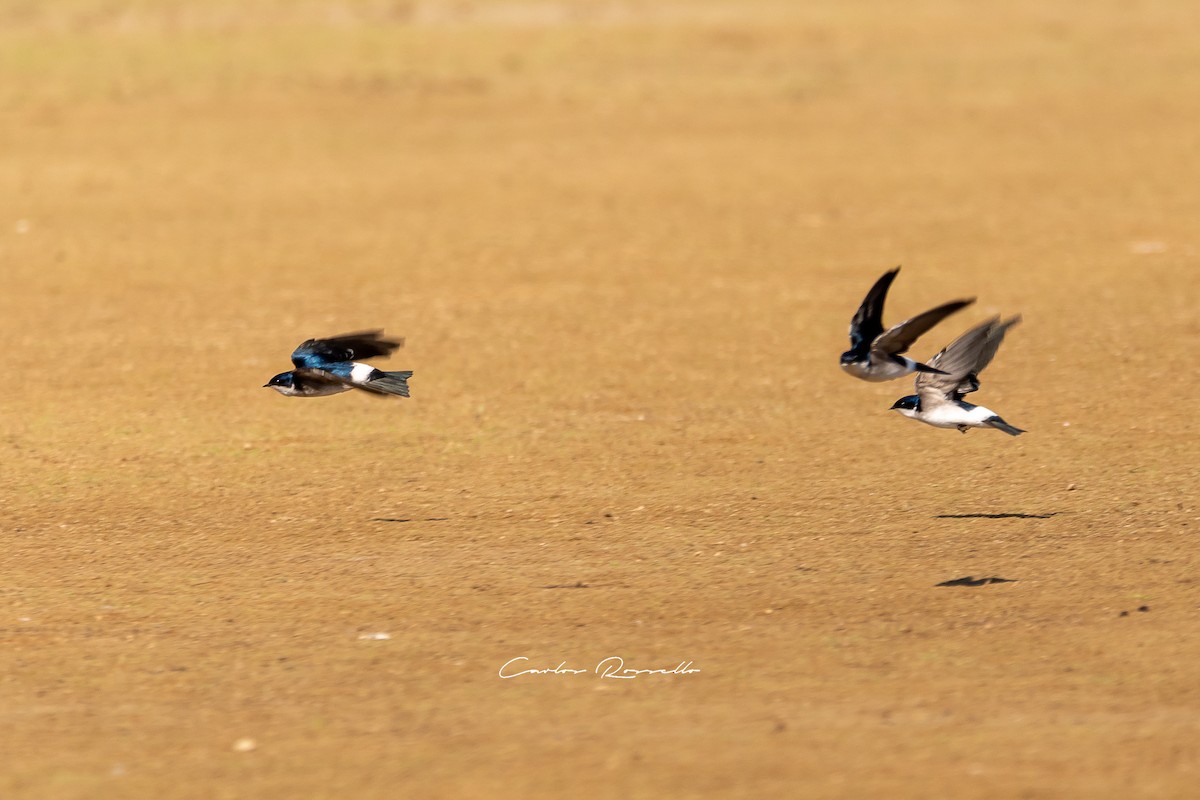 Chilean Swallow - ML358428651