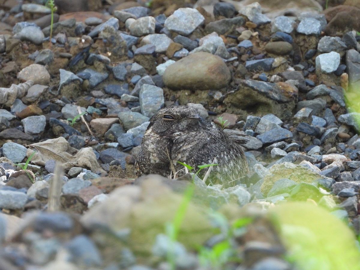 Savanna Nightjar - ML358430871