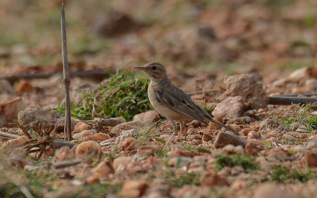 Tawny Pipit - ML358431291