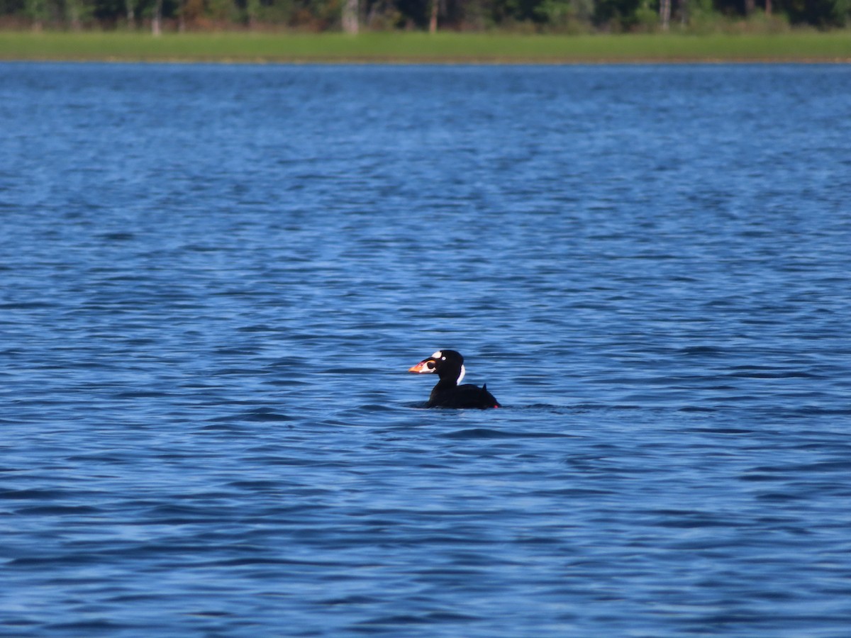 Surf Scoter - ML358433311