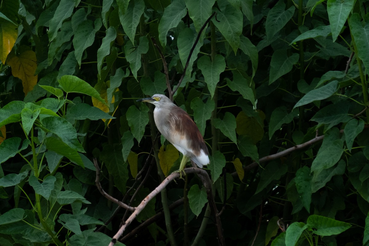 mangrovehegre - ML358433741