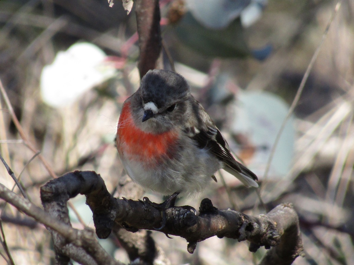 Scarlet Robin - ML358434011