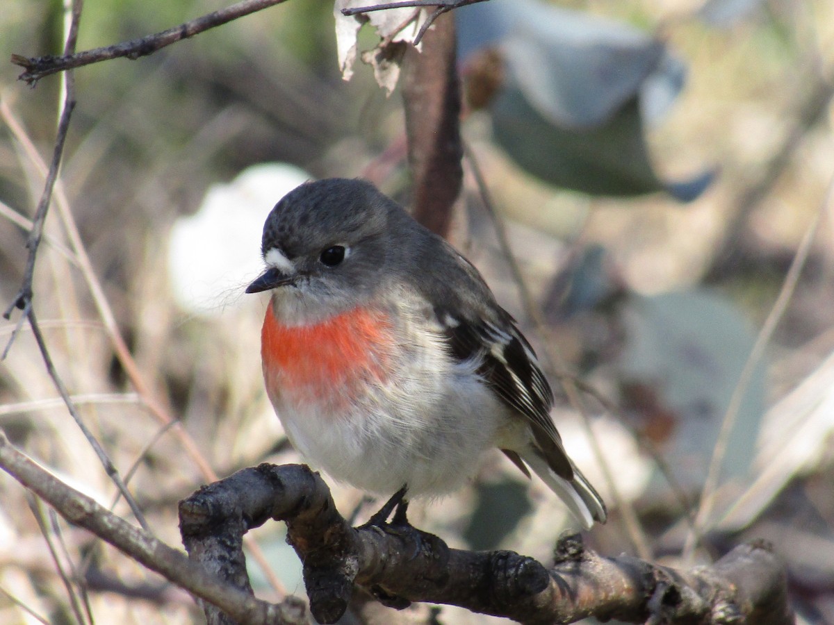 Scarlet Robin - ML358434021