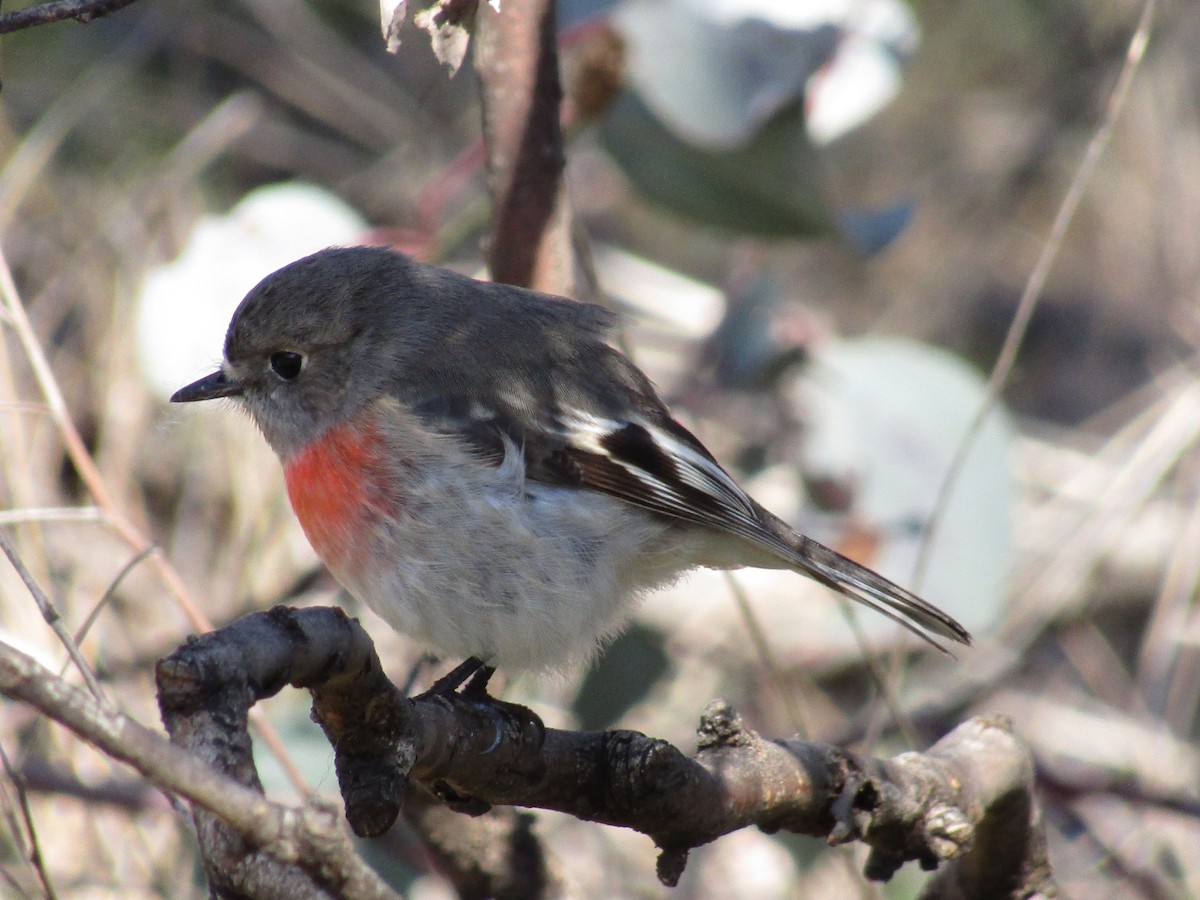 Scarlet Robin - ML358434031