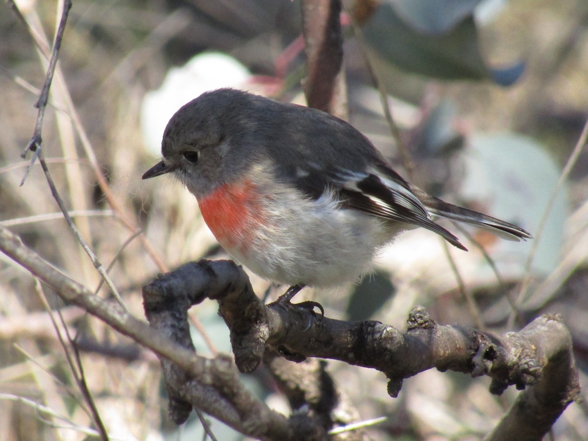 Scarlet Robin - ML358434051