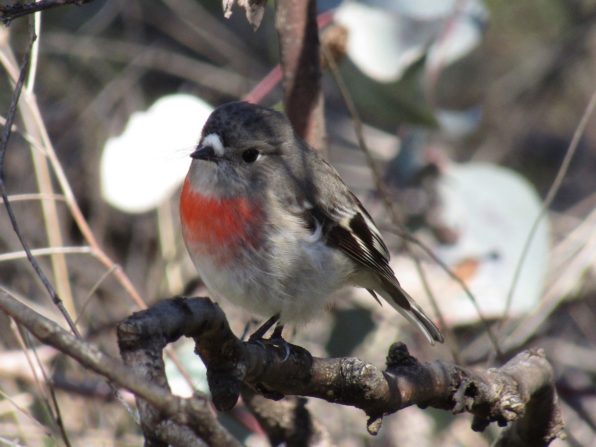 Scarlet Robin - ML358434061