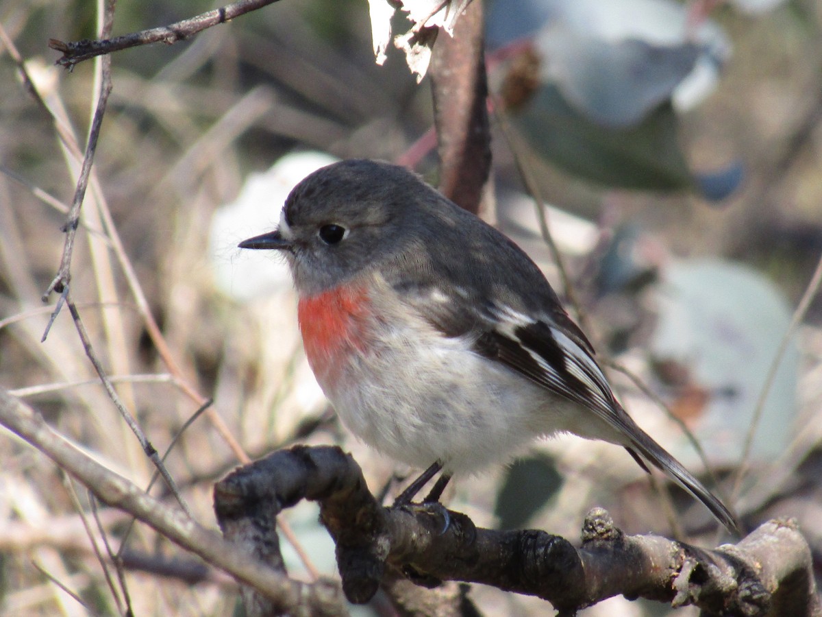 Scarlet Robin - ML358434081
