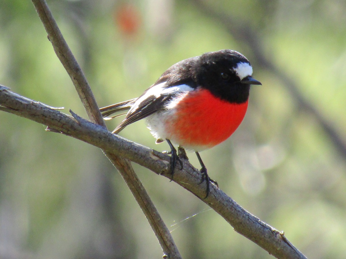 Scarlet Robin - ML358434281