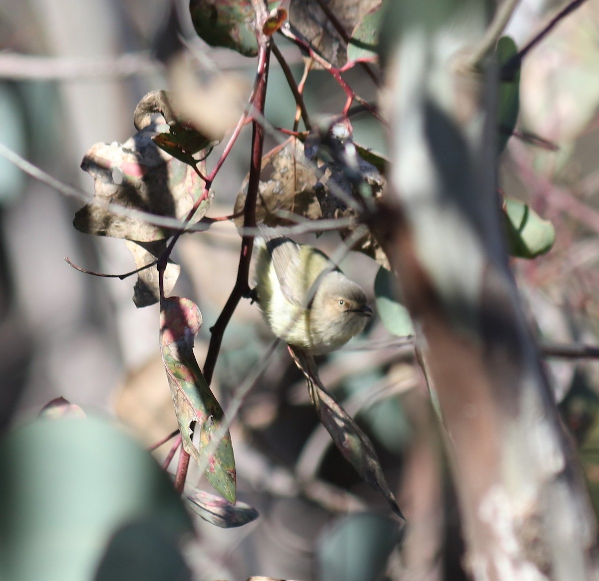 Weebill - ML358434551