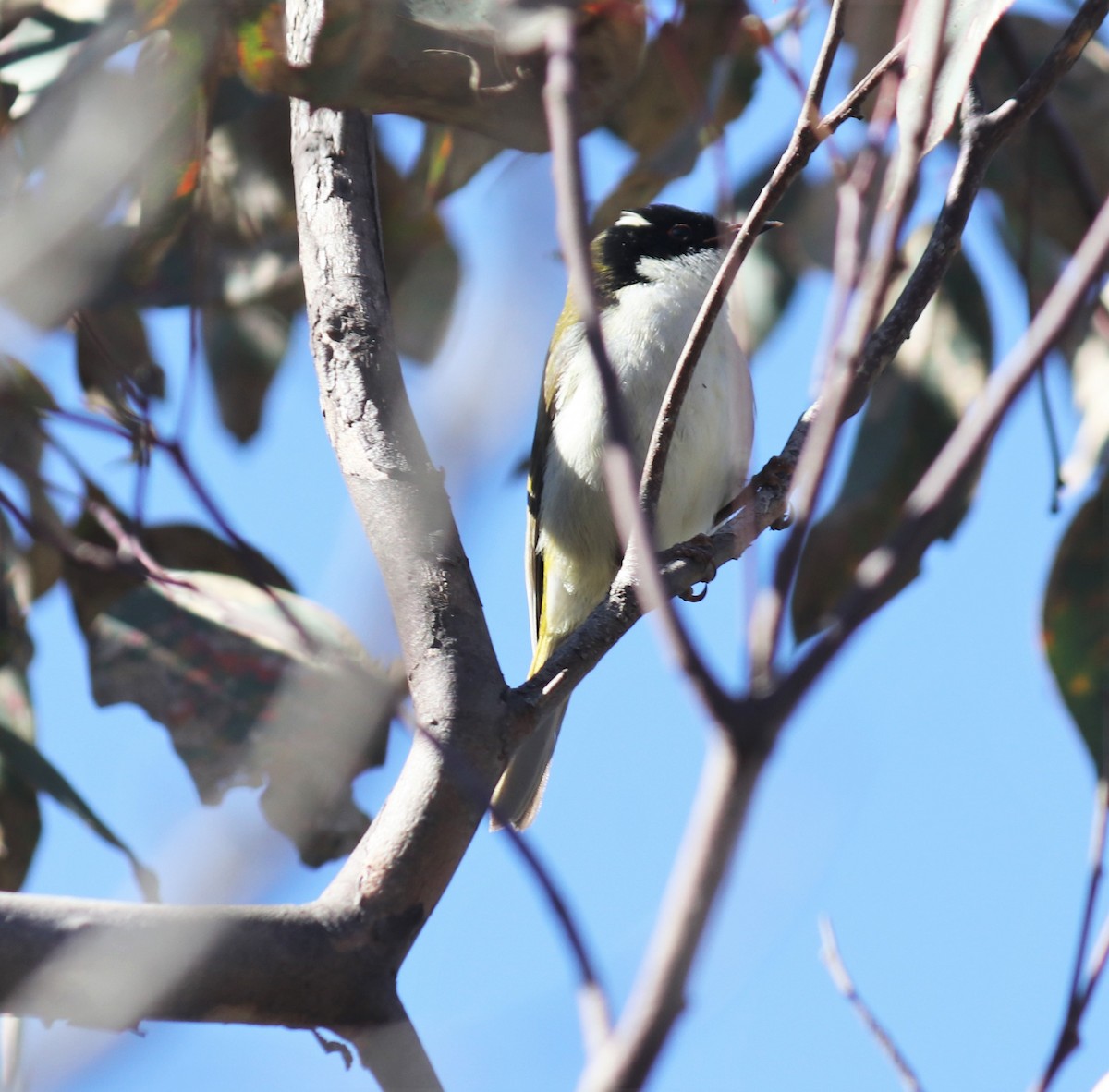White-naped Honeyeater - ML358434591
